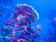 -海合安武汉极地海洋公园