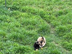 -合肥野生动物园