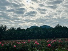 -亚龙湾国际玫瑰谷
