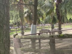 -成都动物园