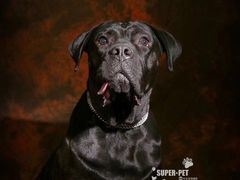 -超宠爱宠物摄影-Super pet