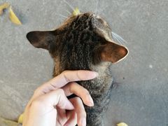 -小象钓虾·营地烧烤(洛溪店)