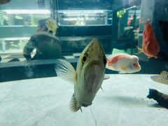 -苏州艺都古玩花鸟市场
