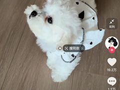 -犇鼎牛潮汕牛肉火锅(新辰里学清路店)