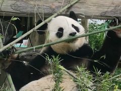 -西霞口神雕山野生动物世界