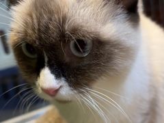 -平行世界·猫咖(首经贸店)