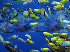 -海合安成都极地海洋公园