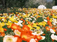 -名花谷生态庄园