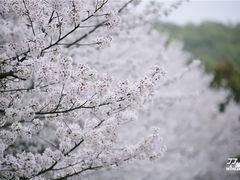 -武汉大学-樱园