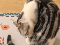 -有喵·猫咖·狗咖·30几只猫10只小狗(岗厦店)