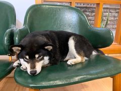 -是阿柴呀！柴犬咖啡·爱喵喵猫咖