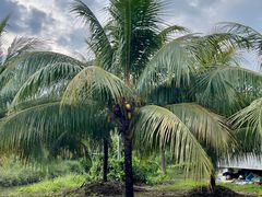 -兴隆槟榔园休闲农庄