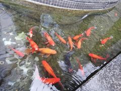 -Ur Garden中庭花园•逸餐厅(福田CBD逸扉酒店)