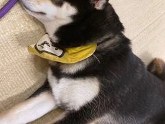 -逗柴咖啡屋·狗咖猫咖宠物桌游