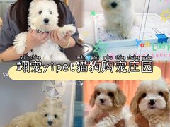 -翊宠yipet猫狗购宠庄园犬舍•猫舍