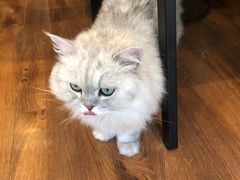 -猫友咖啡店(玉林西路店)
