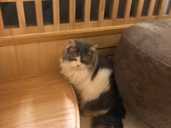 -猫和宫(六道口店)