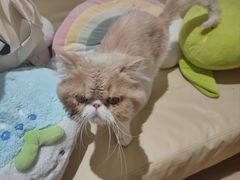 -1013 PET SHOP精品宠物商店(丁香店)