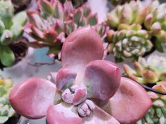 -KKV(上海月星环球港主力店)