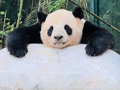 -广州长隆野生动物世界