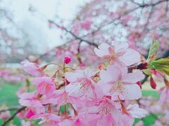 -上海辰山植物园