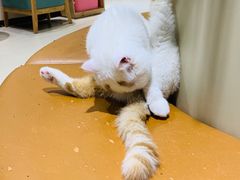 -藏猫猫咖啡主题馆(中央大道店)