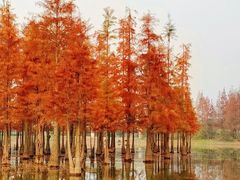 -白鹭湾湿地公园