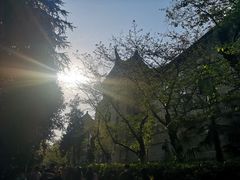 -武汉大学-樱园