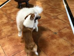 -more than meow吴止猫主题餐厅(承德 中船汇店)