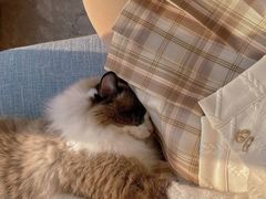 -有猫儿腻咖啡厅.猫咖