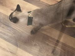 -袖虎·猫馆(体育西路店)