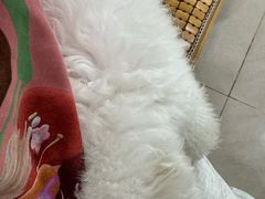 -佳雯宠物医院·皮肤科·内外科(春晓路分院)