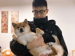 -柴迷FANS CLUB·柴犬狗咖·猫咖