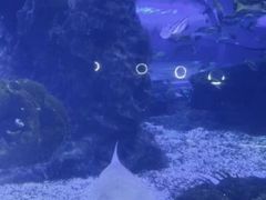 -海合安武汉极地海洋公园