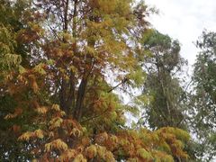 景点-广州珠江公园