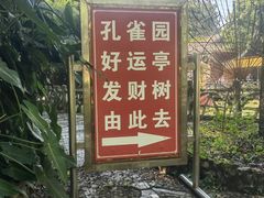 -瑞丽独树成林风景区