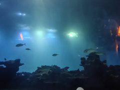 -海棠湾洲际-涛·海底餐厅·美人鱼·自助餐·海底隧道