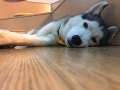 -Husky Go! 哈士奇体验馆·宠物咖啡厅狗咖