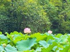 -成都杜甫草堂博物馆