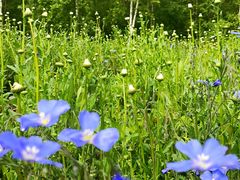 -长白山万达喜来登度假酒店