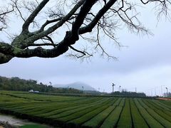 -雪绿茶博物馆