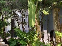 -Fern Forest Cafe
