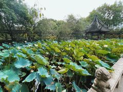-上海醉白池公园