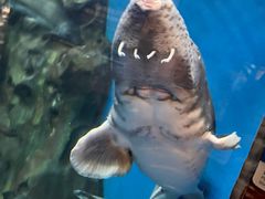 -上海海洋水族馆