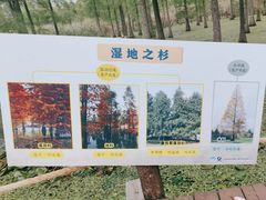 -池杉湖湿地公园