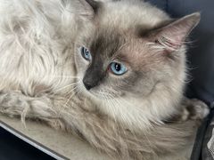 -瑞派福兴宠物医院犬猫全科·骨科·中西医结合(河东店)