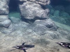 -西安曲江海洋极地公园
