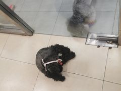-宠福鑫康馨动物医院·骨科·眼科