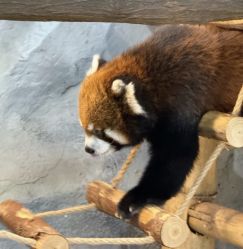 -Zoolung Zoolung动物主题公园(海信广场店)