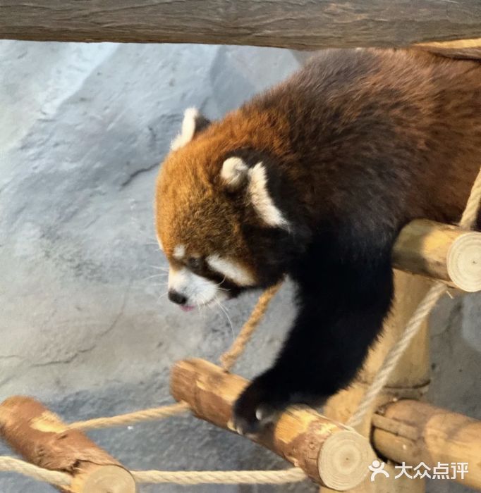 Zoolung Zoolung动物主题公园(海信广场店)图片